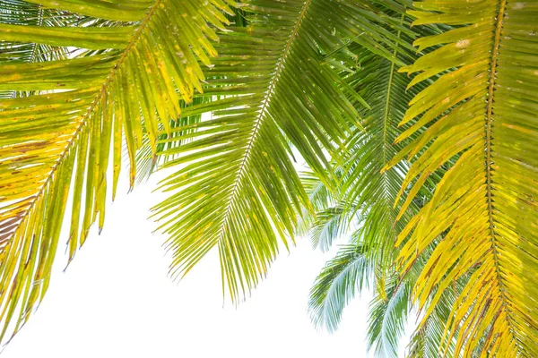 Kokosbladeren Witte Achtergrond — Stockfoto