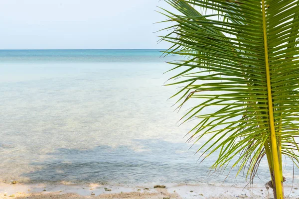 Kokosnoot Boom Het Zandstrand — Stockfoto