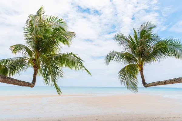 Kokosnoot Boom Het Zandstrand — Stockfoto