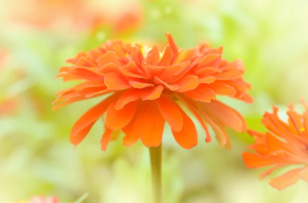 zinnia flower in vintage color