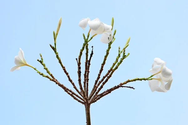 Luntom, Plumeria strom — Stock fotografie