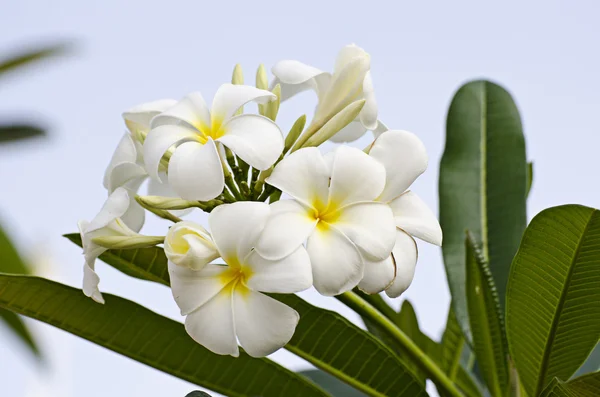 Luntom, Plumeria boom — Stockfoto