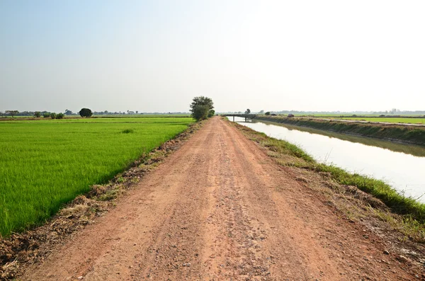 Passarela do solo no campo de arroz — Fotografia de Stock