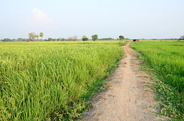 Passarela do solo no campo de arroz — Fotografia de Stock