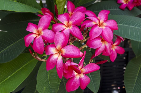 Luntom, Plumeria drzewa — Zdjęcie stockowe