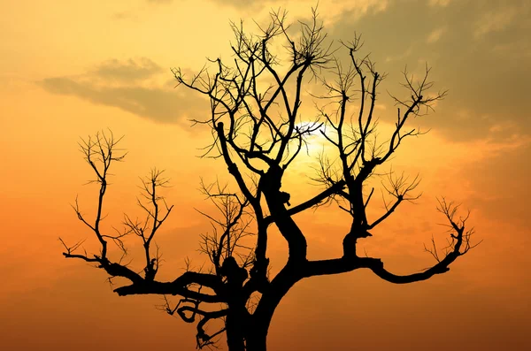 Silhouette of tree branches at sunset — Stock Photo, Image