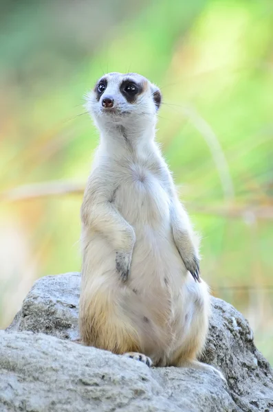 Meerkat with blur background — Stock Photo, Image