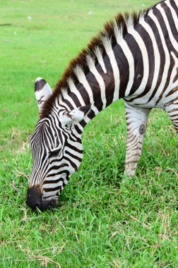 Zebra yeşil çim alanı