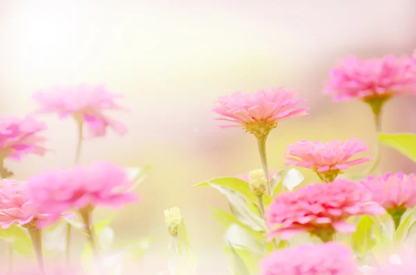 Flor de zinnia en color vintage — Foto de Stock
