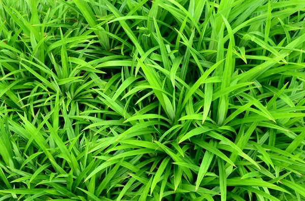 背景として緑と新鮮な草 — ストック写真