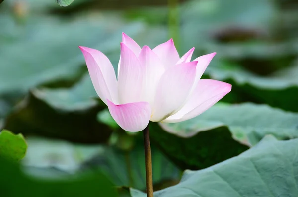 Pink Lotus Flower — Stock Photo, Image