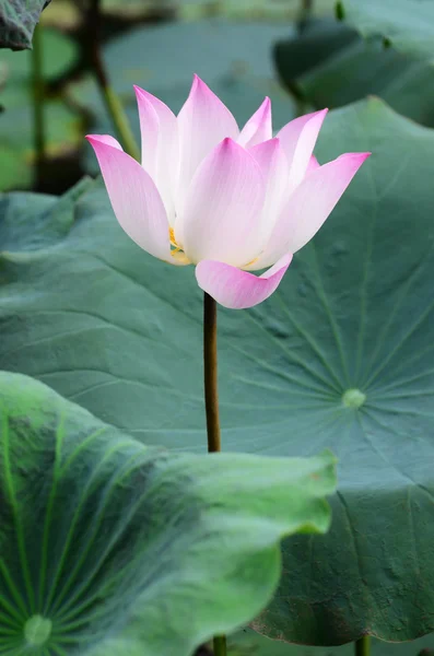 Pink Lotus Flower — Stock Photo, Image