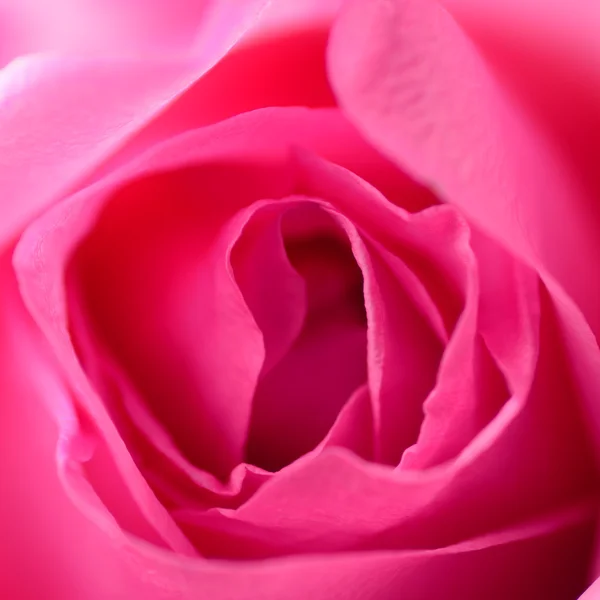 Belle rose rose comme fond — Photo