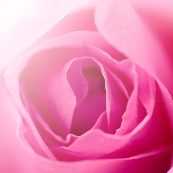 Piękna róża różowy jako tło — Zdjęcie stockowe