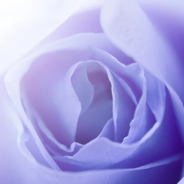 Bela rosa como fundo — Fotografia de Stock