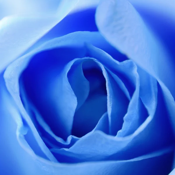 Gyönyörű Rózsa, mint háttér — Stock Fotó