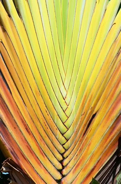 Textura palmera —  Fotos de Stock