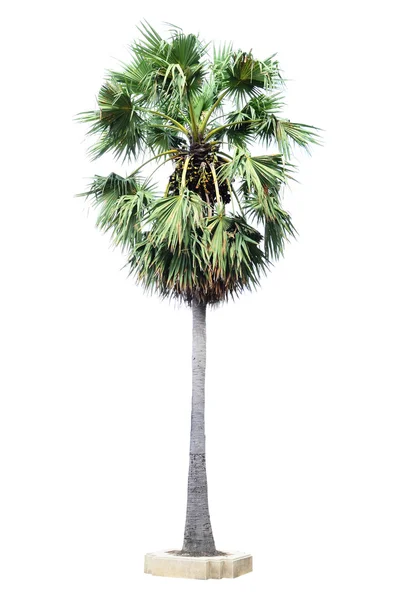 Cukor pálmafa fehér háttér — Stock Fotó