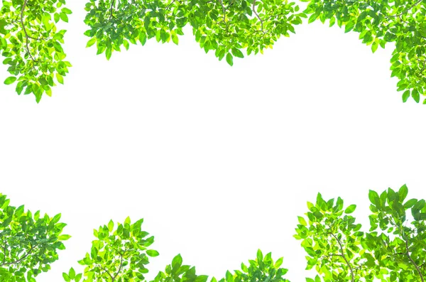 Belle foglie verdi su sfondo bianco — Foto Stock