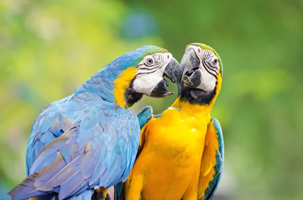 Beautiful macaw bird — Stock Photo, Image