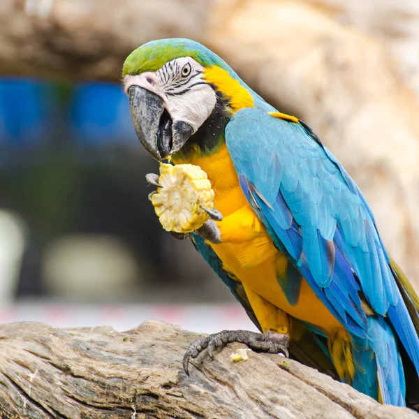 Krásný macaw pták — Stock fotografie