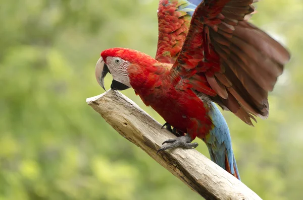 Mooie ara vogel — Stockfoto