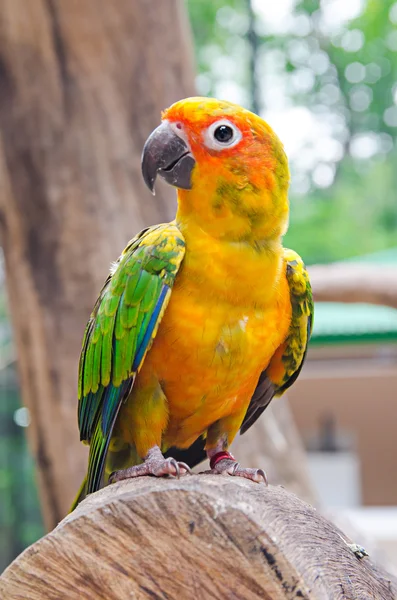 Bellissimo uccello ara — Foto Stock