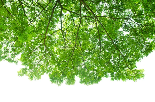 Hermosas hojas verdes sobre fondo blanco — Foto de Stock