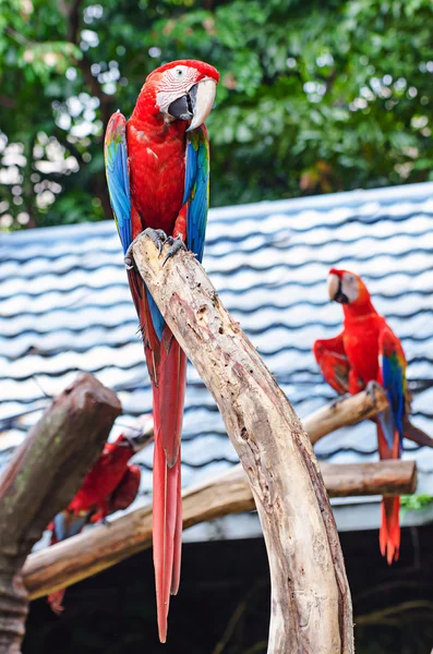 Красиві ара птах — стокове фото