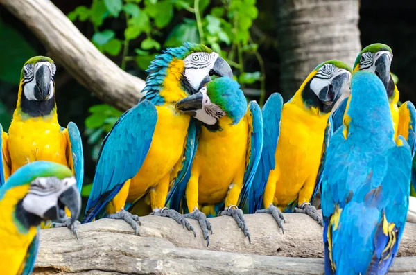 Krásný macaw pták — Stock fotografie