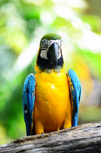 Beautiful macaw bird — Stock Photo, Image