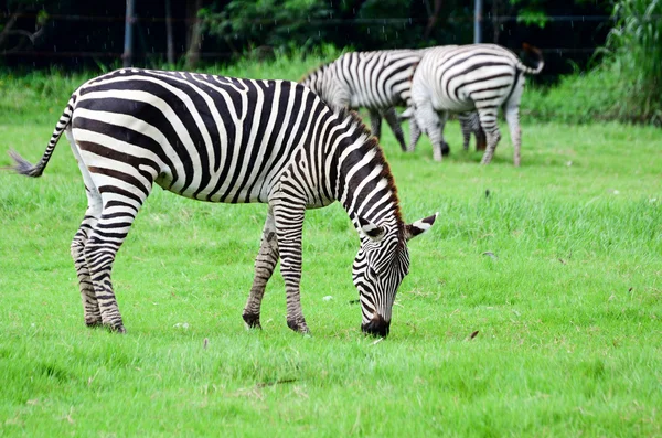Zebra in green grass field — Stock Photo, Image