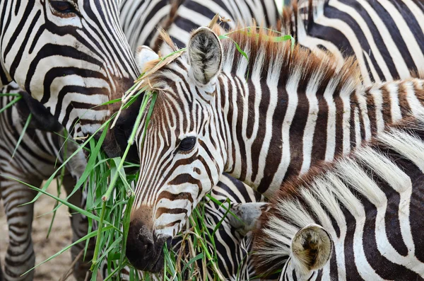 Zebra eating grass — Stock Photo, Image