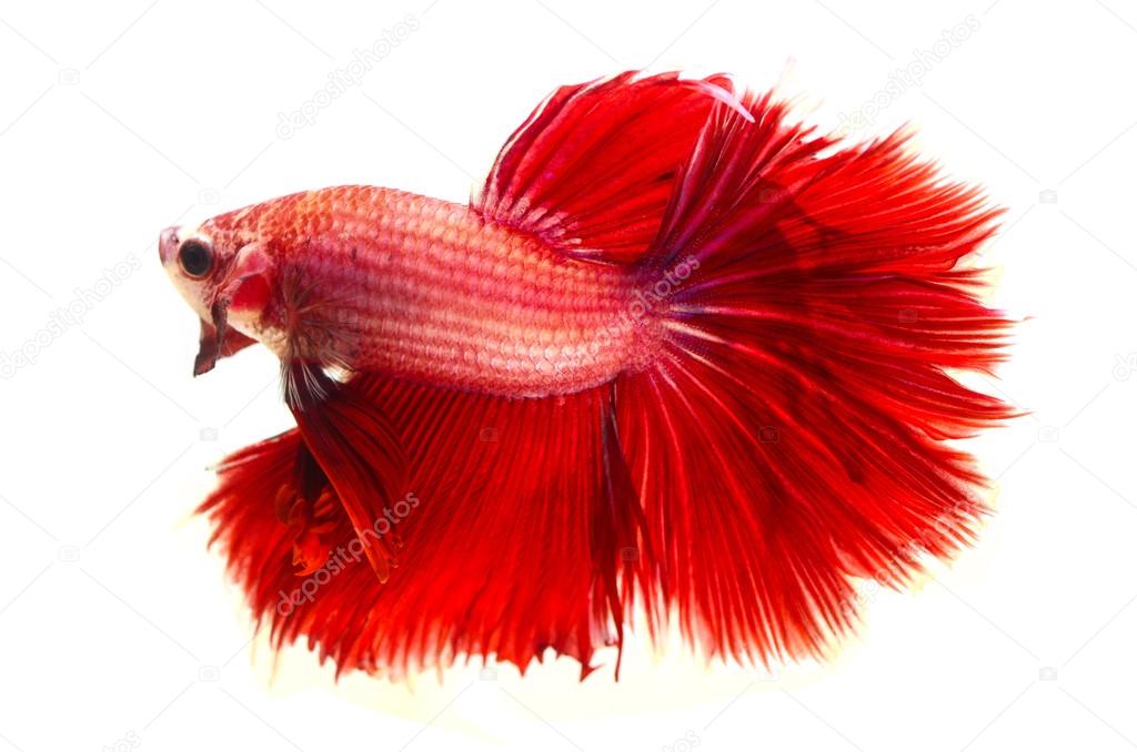 red fighting fish isolated on white background