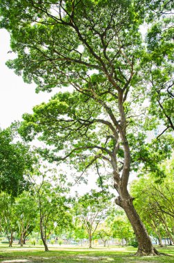 Beyaz arkaplanda güzel yeşil yapraklar