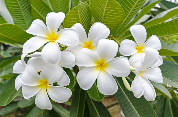 Luntom, kwiat Plumeria — Zdjęcie stockowe