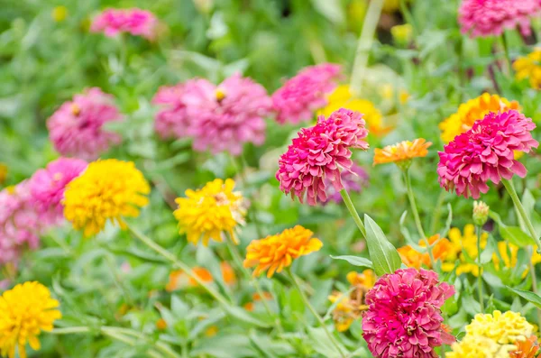 Flor de Zinnia — Foto de Stock