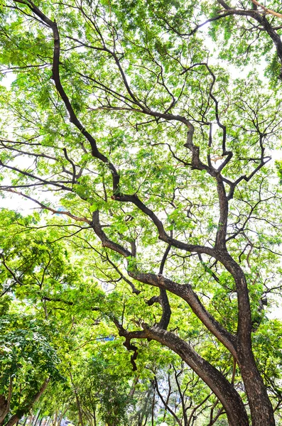 白色背景上美丽的绿叶 — 图库照片