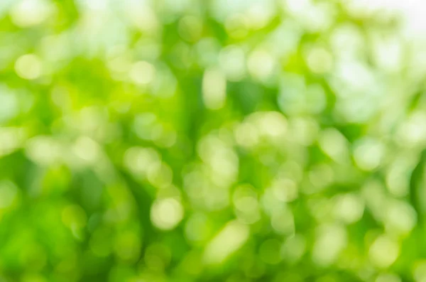 Natürliches grünes Bokeh als Hintergrund — Stockfoto