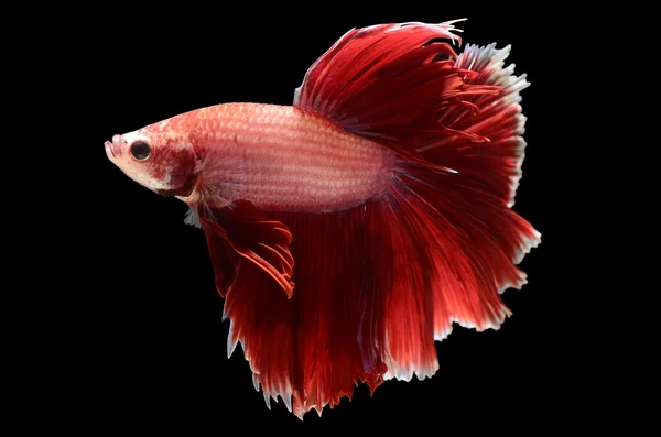 Червона бойова риба ізольована на чорному фоні — стокове фото