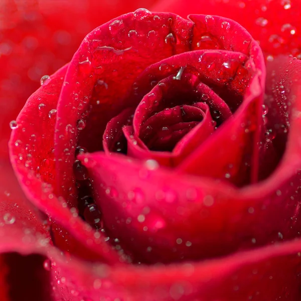 Macro de belle rose rouge — Photo