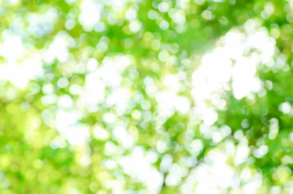 Naturliga gröna bokeh som bakgrund — Stockfoto