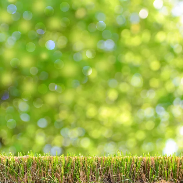 Naturliga gröna bokeh som bakgrund — Stockfoto