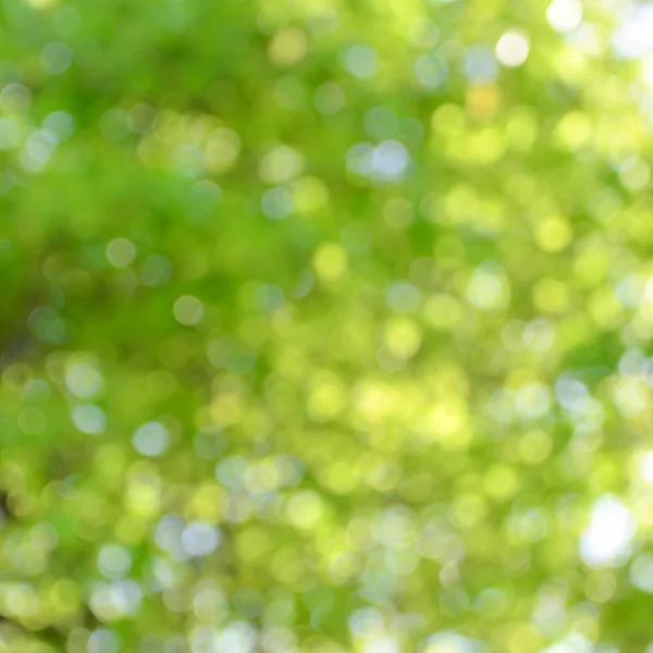 Natural green bokeh as background — Stock Photo, Image