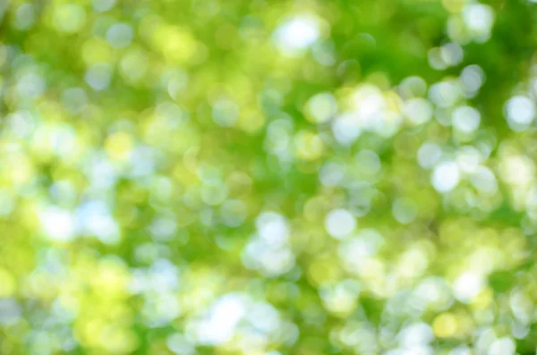 Natural green bokeh as background — Stock Photo, Image