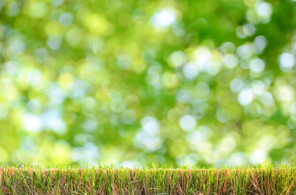 背景として自然なグリーンのボケ味 — ストック写真