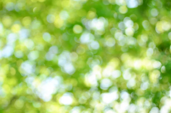 Natural green bokeh as background — Stock Photo, Image