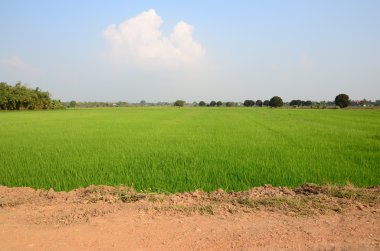 Yeşil pirinç tarlası