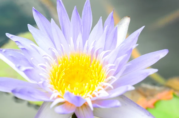 Flor de loto púrpura — Foto de Stock