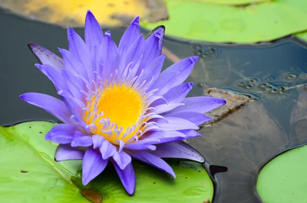Flor de loto púrpura — Foto de Stock